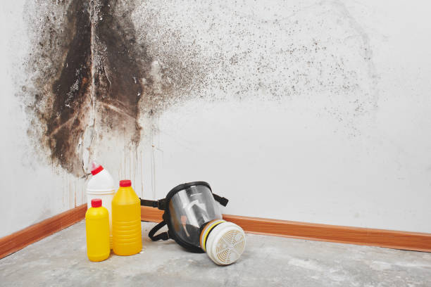 Best Same-Day Mold Removal  in Crockett, TX