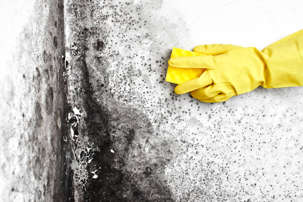 Best Toxic Mold Removal  in Crockett, TX