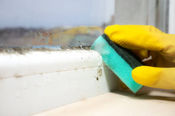 Best Fast Mold Removal  in Crockett, TX
