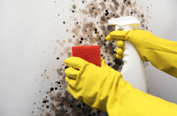 Best Mold Remediation Experts  in Crockett, TX