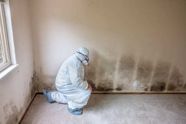 Trusted Crockett, TX Mold Removal Experts