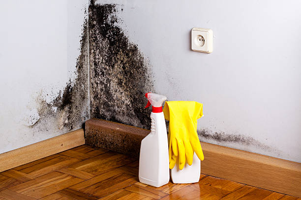 Best Mold Removal Company Near Me  in Crockett, TX