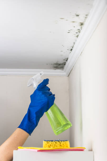 Mold Removal Process in Crockett, TX